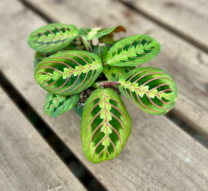 Prayer Plant