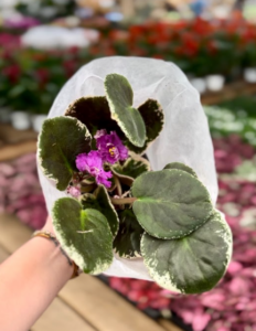 African Violet