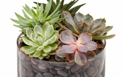 🌿 What to Do With Succulents: 7 Easy DIY Ideas You’ll Love