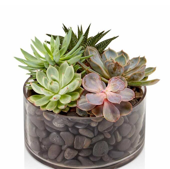 🌿 What to Do With Succulents: 7 Easy DIY Ideas You’ll Love