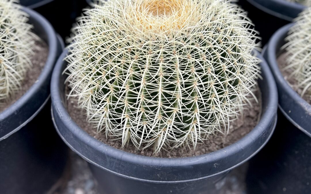 Earth Day Gardening: Go Green with Drought-Tolerant Plants