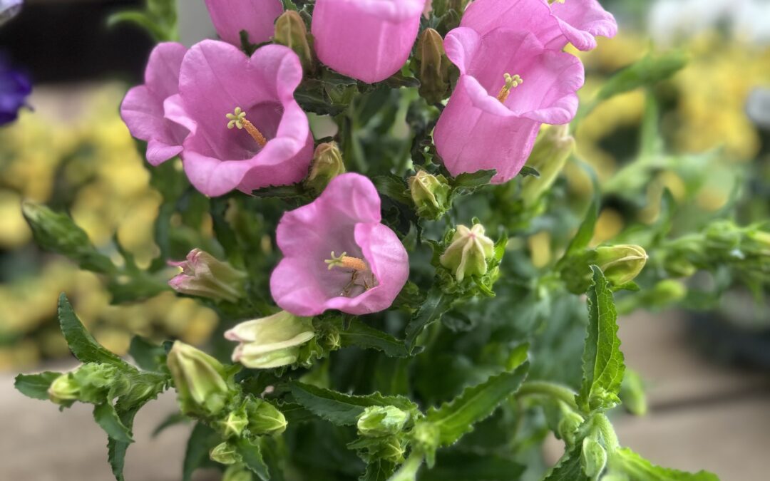 Rooted in Love: Mother’s Day Plant Picks