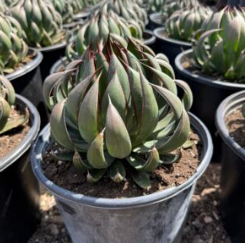 Meet the Mangave ‘Praying Hands’