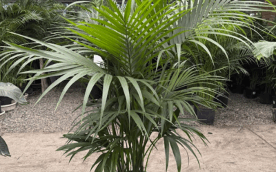 How to Merchandize Specimen Houseplants for Maximum Sales