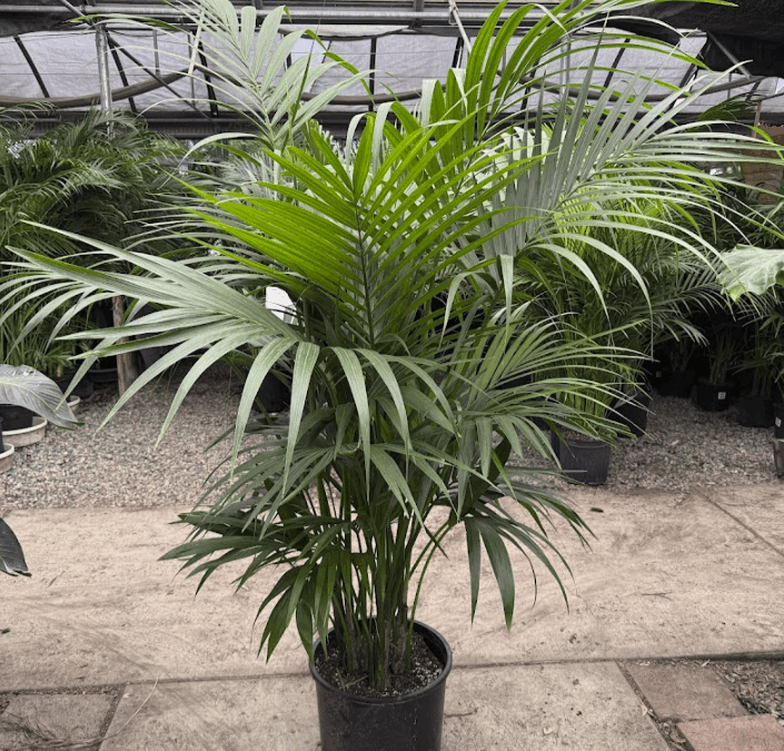 How to Merchandize Specimen Houseplants for Maximum Sales