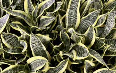 Plants for Every Room: From kitchen counters to bedroom windows