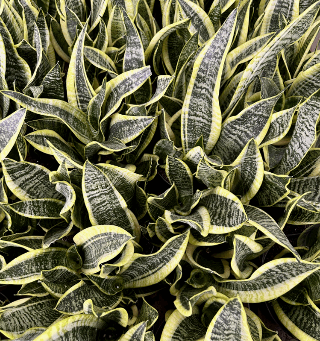 Plants for Every Room: From kitchen counters to bedroom windows