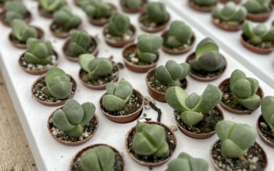 Rare Plant Spotlights: Myrtillocactus geometrizans fukurokuryuzinboku and Split Rock