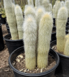 New Exterior Plants: Fresh 1G & 5G in Stock