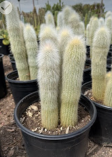 New Exterior Plants: Fresh 1G & 5G in Stock