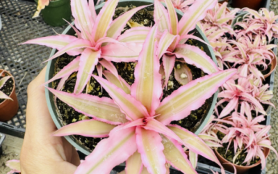 Welcoming the First Day of Spring