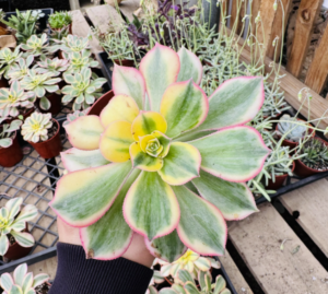 Aeonium ‘Kiwi’