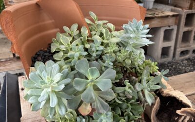 More Than Just a Pot: Why the Right Planter Matters for Your Plants 🌿🌱