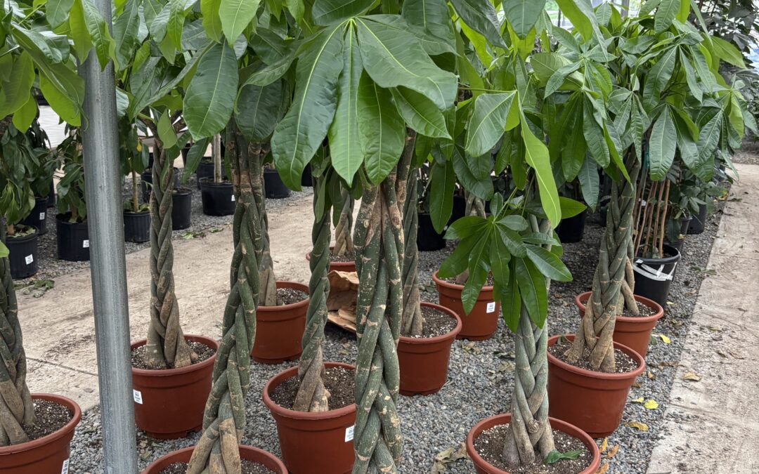 How Wholesale Buyers Can Maximize Profit Margins 🌿💰